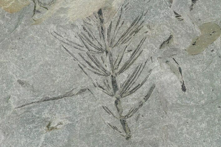 Pennsylvanian Fossil Flora Plate - Kentucky #158740